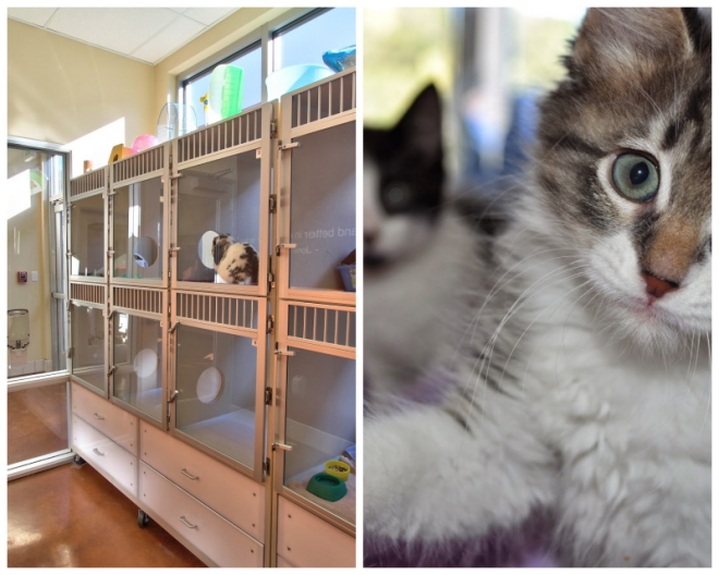 Review The spca for monterey county image 268248