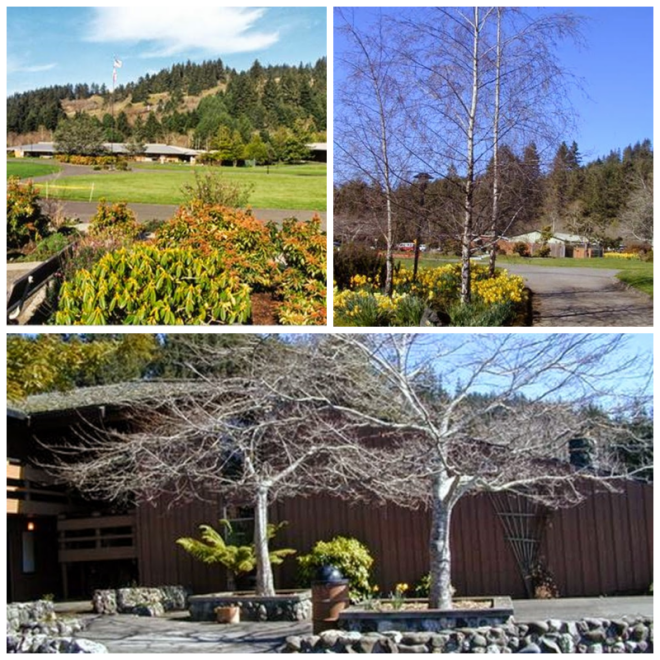 Review College of the redwoods image 241765