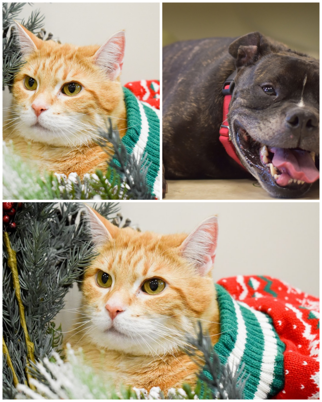 Review Lollypop Farm, Humane Society of Greater Rochester image 4309