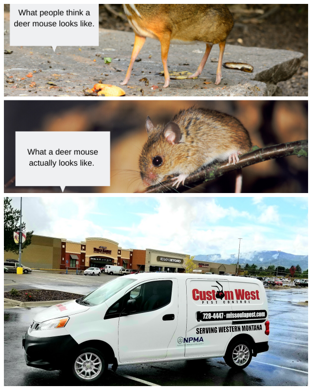 Review Custom West Pest Control image 151735
