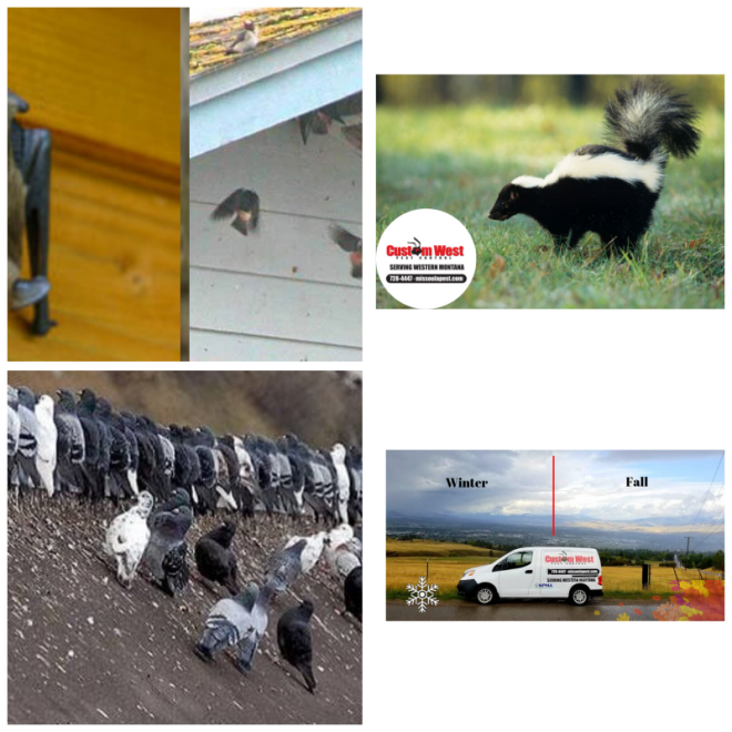 Review Custom West Pest Control image 151736
