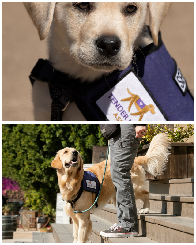 Review Tender Loving Canines Assistance Dogs, Inc. (TLCAD) image 180865