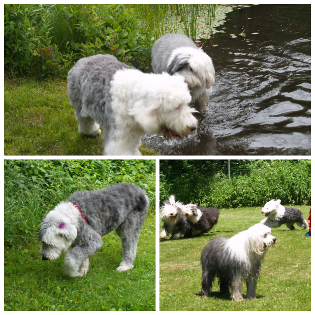 Review New England Old English Sheepdog Rescue, NEOESR image 205653