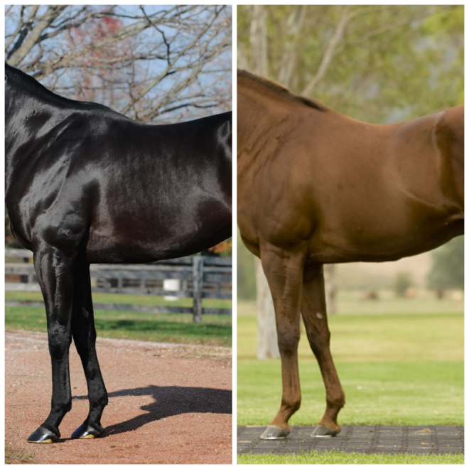 Review Performance genetics image 335870