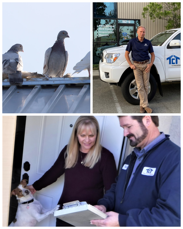 Review Talega Pest Control, Inc image 98555