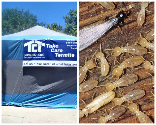 Review Talega Pest Control, Inc image 98556