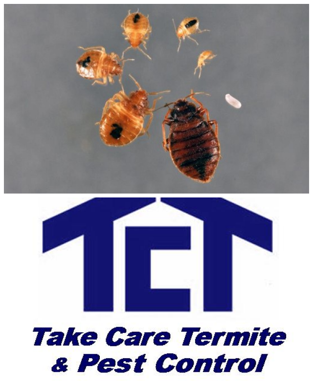 Review Talega Pest Control, Inc image 98557