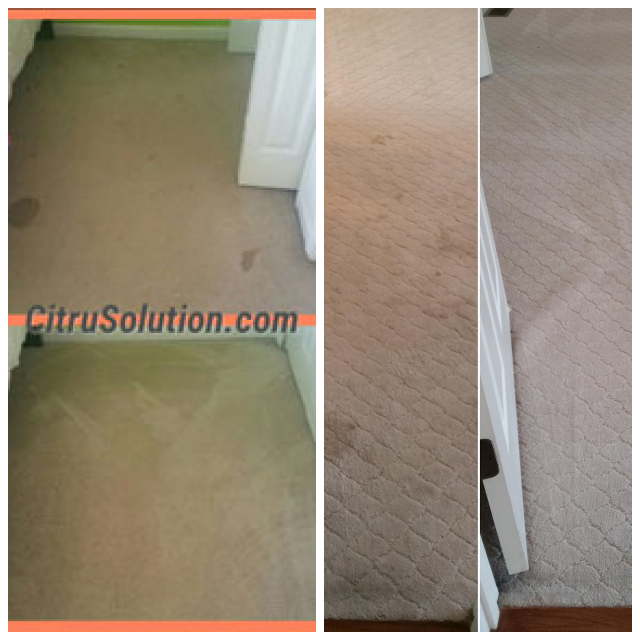 Review CitruSolution of Brentwood & Middle Tennessee image 66564