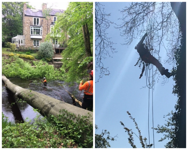 Review Lewis Tree Service Inc. image 21784
