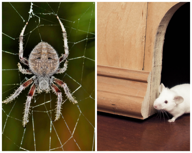 Review Ready Pest Control image 12861