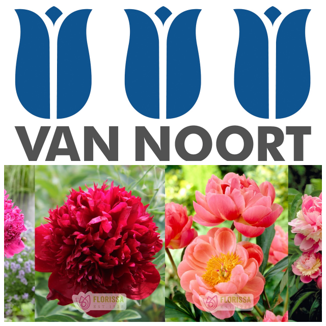 Review Van Noort Bulb Co. Ltd. image 183974