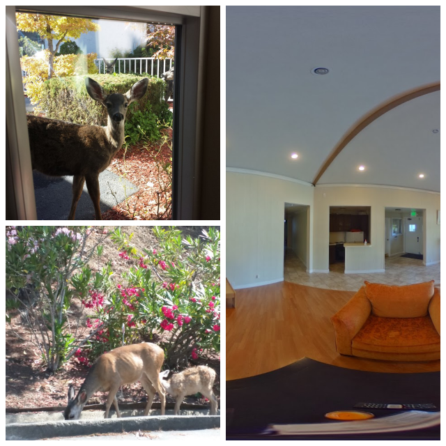 Review Carlmont Heights image 144760