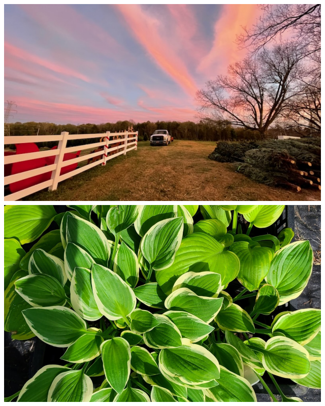 Review Mystic Farms Tree Farm Nursery & Wholesale, DBA image 177720