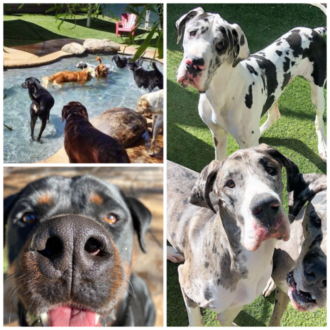 Review Second home pet resort image 351776