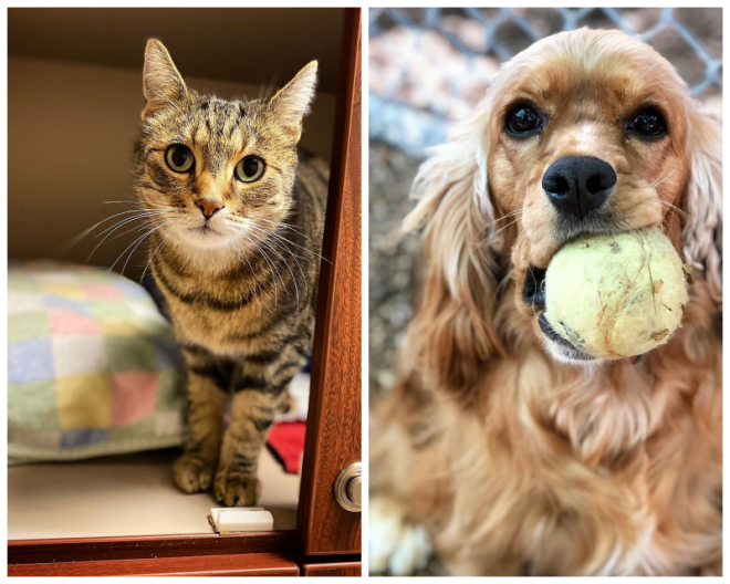 Review Second home pet resort image 351777