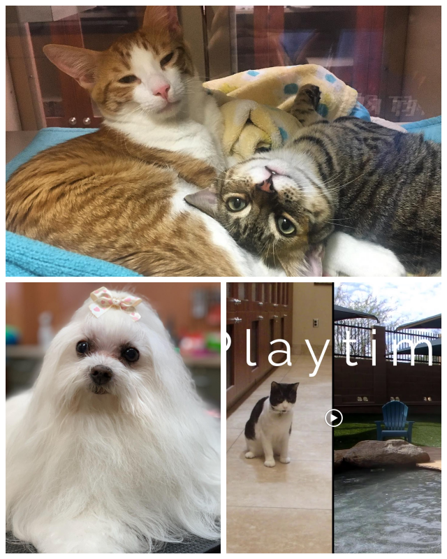 Review Second home pet resort image 351778