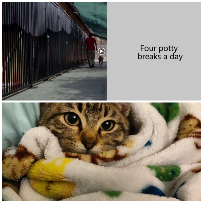 Review Second home pet resort image 351779