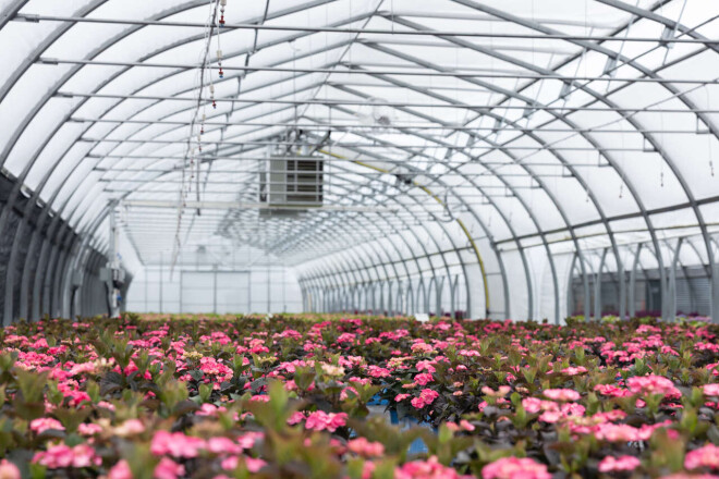 Review Harnois Greenhouses image 358827