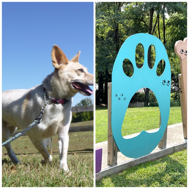 Review Charlottesville-Albemarle SPCA image 189351