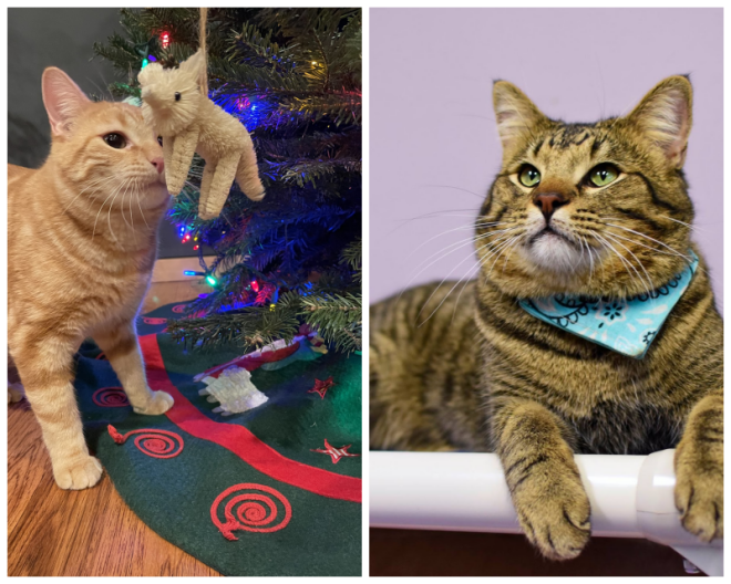 Review Rocky Mountain Siamese Rescue image 109827