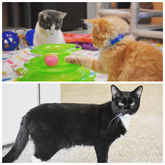 Review Rocky Mountain Siamese Rescue image 109828