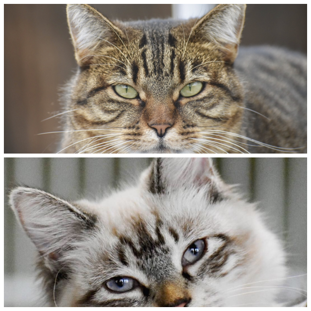 Review Rocky Mountain Siamese Rescue image 109830