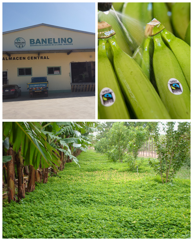 Review BANELINO, Bananos Ecologicos de la Linea Noroeste image 228755