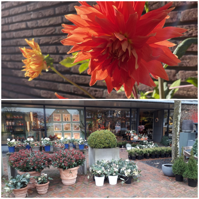 Review Groen Wonen en Groen Flora image 10526