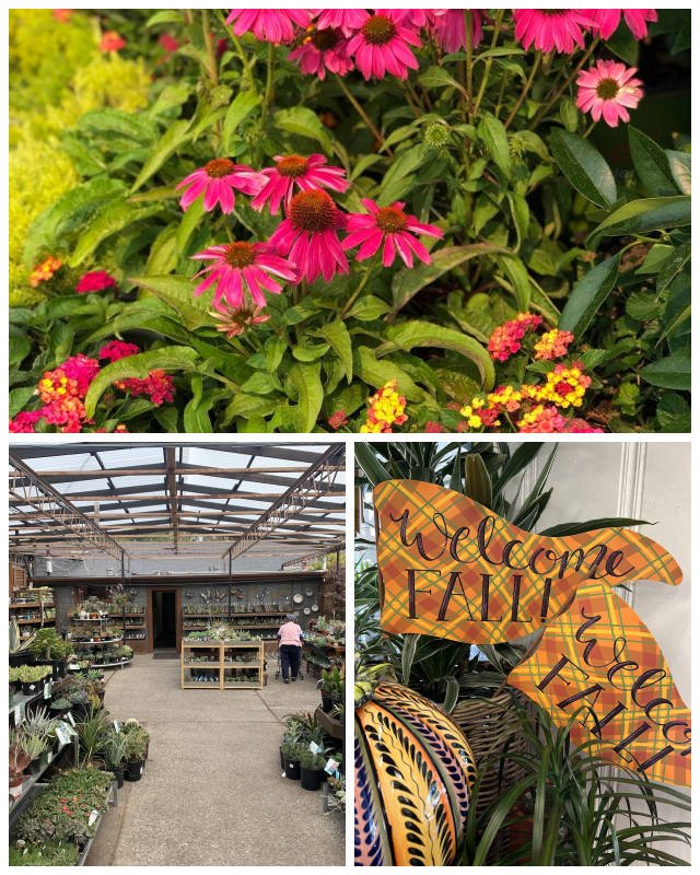 Review Orchard nursery & florist image 332186