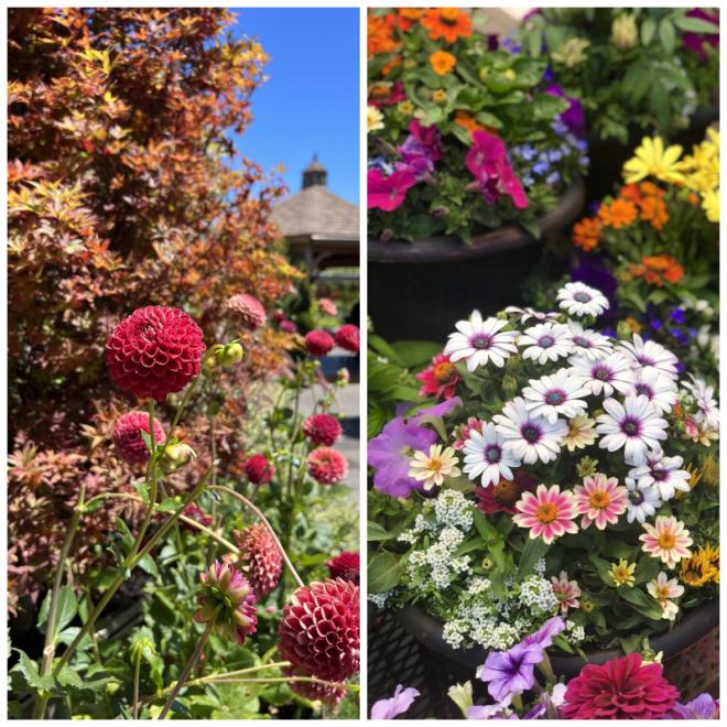 Review Orchard nursery & florist image 332189