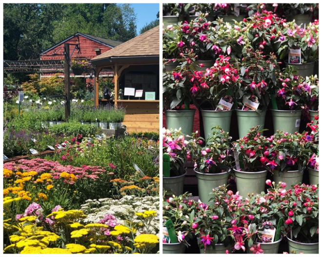 Review Orchard nursery & florist image 332190