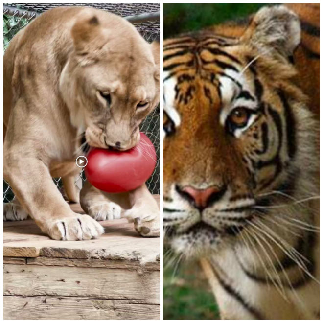 Review Tigers for Tomorrow image 97044