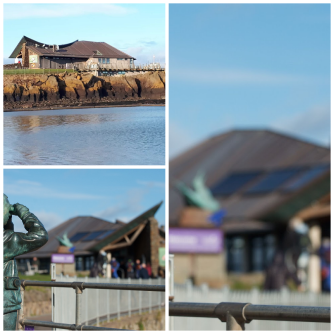 Review scottish seabird centre image 126082
