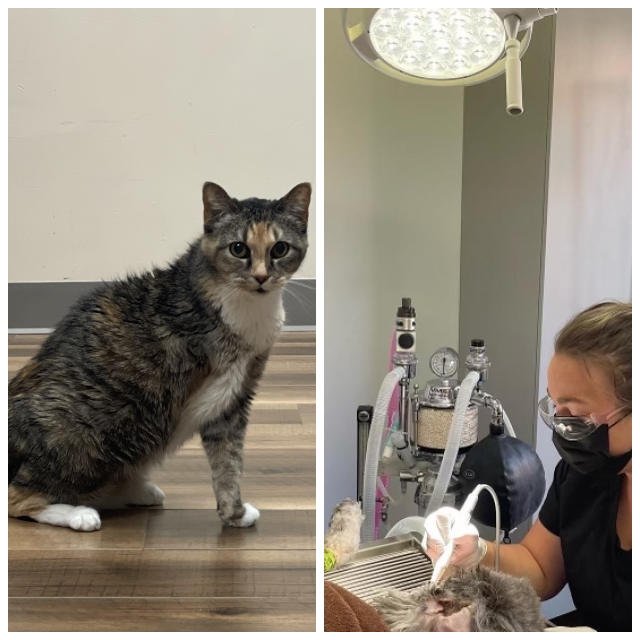 Review Genesee veterinary hospital image 289202