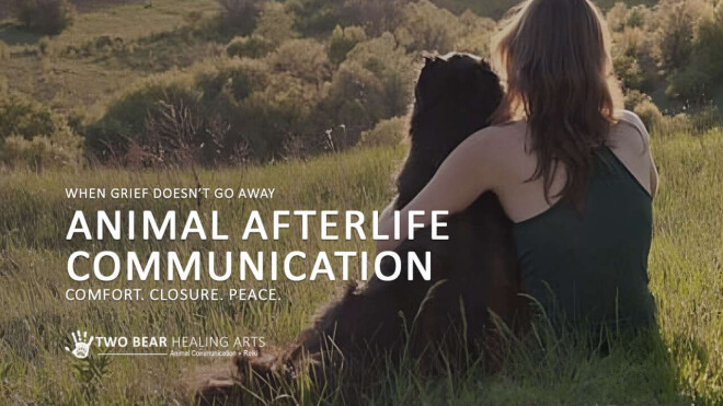 Review Two Bear Healing Arts | Animal Communication + Reiki image 358021