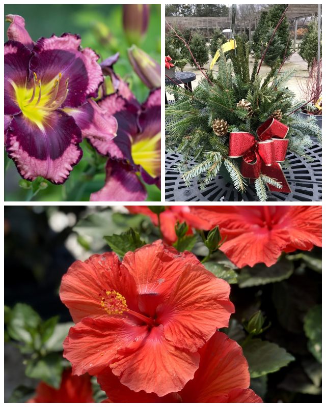 Review Prospect Hill Garden Center image 89977