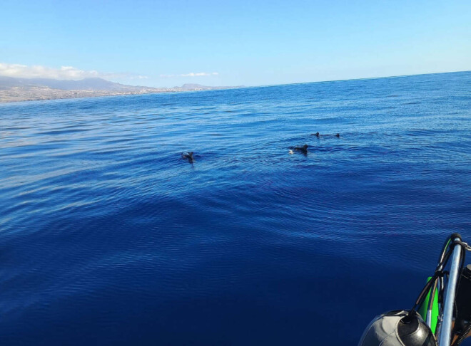 Review Whale Watching Tenerife image 358229
