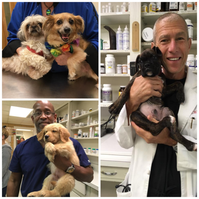 Review Triangle Veterinary Emergency Clinic image 21021