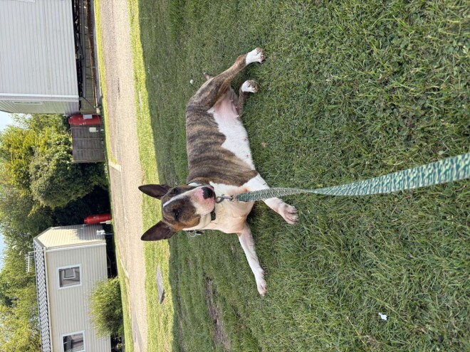 Review Horizon Veterinary Clinic image 358398