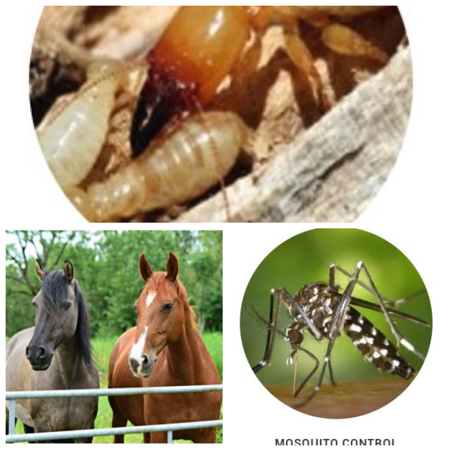 Review Fort myers pest control inc image 285771