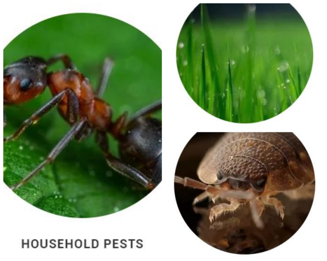 Review Fort myers pest control inc image 285772