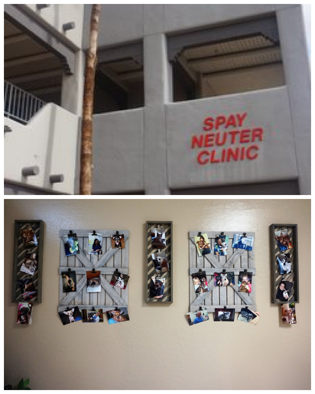 Review Spay Neuter Clinic Mesa image 171963