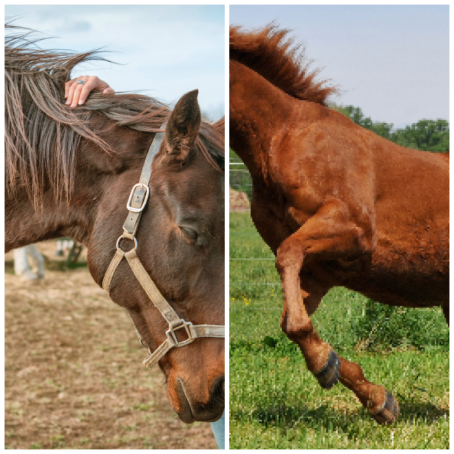 Review Days End Farm Horse Rescue, Inc. image 175413