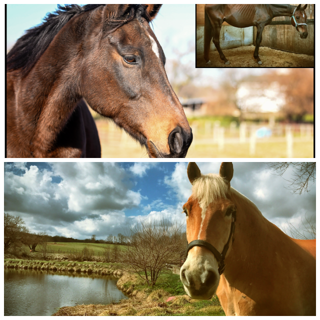 Review Days End Farm Horse Rescue, Inc. image 175414