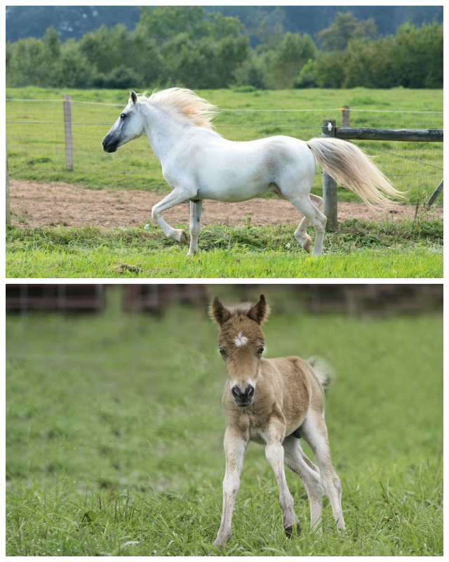 Review Days End Farm Horse Rescue, Inc. image 175415