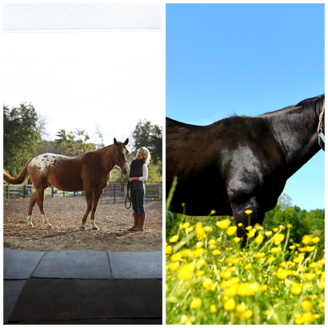 Review Days End Farm Horse Rescue, Inc. image 175416