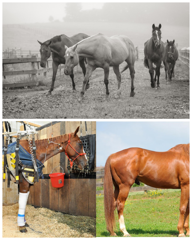 Review Days End Farm Horse Rescue, Inc. image 175417