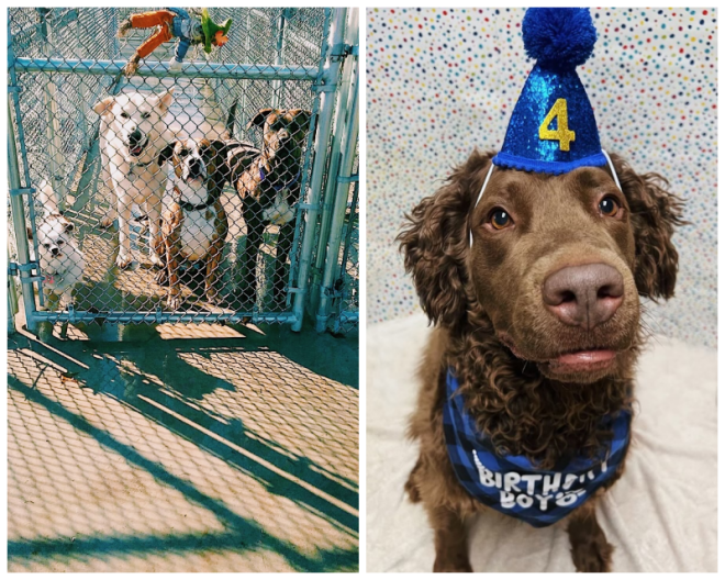 Review Fairview pet kennels image 282871