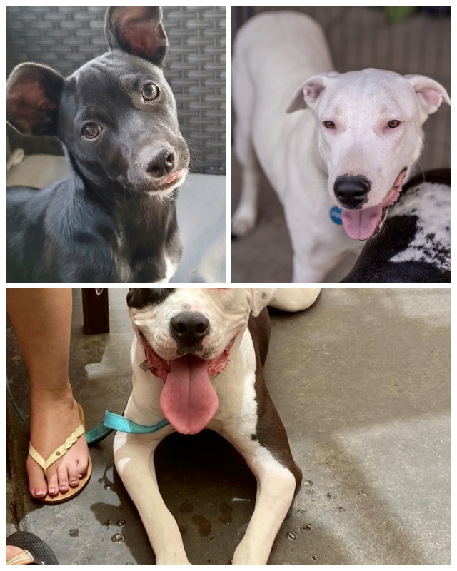 Review Paw Placement image 153345