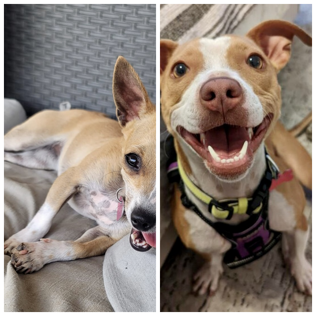 Review Paw Placement image 153346